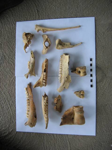 Oase de animale din nivelul Coţofeni / Animal bones from Coţofeni level 
